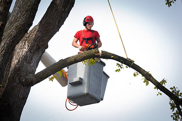 Best Residential Tree Removal  in Longview Heights, WA